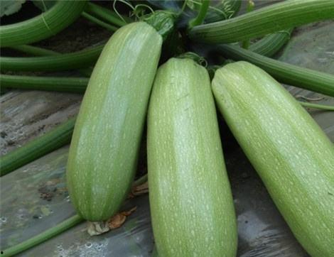 瓜娄嫩瓜可以吃吗,美味可口的食用指南