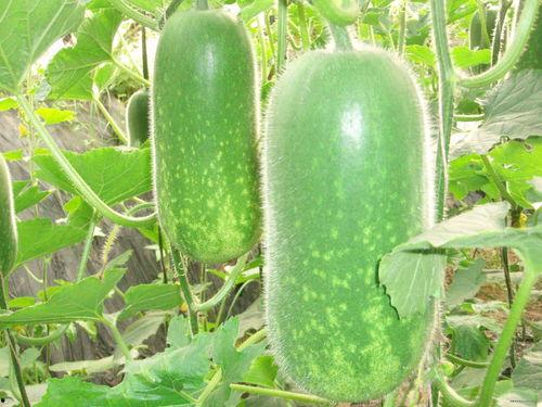 八棱瓜几月份吃最好吃的,揭秘全年最鲜美的口感巅峰