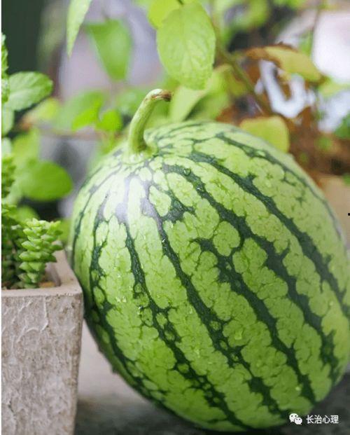 吃瓜后怎么分析,如何从娱乐新闻中洞察真相与趣味