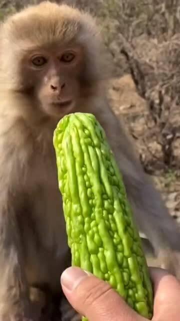 猴子吃的瓜是什么瓜,揭秘猴子钟爱的瓜类之谜