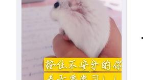 老鼠吃的水晶瓜,揭秘老鼠的神秘美食之旅