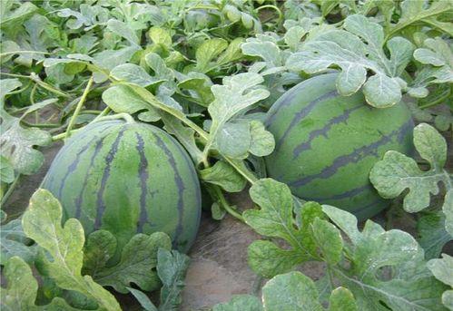 地子瓜怎么吃,解锁美味新体验