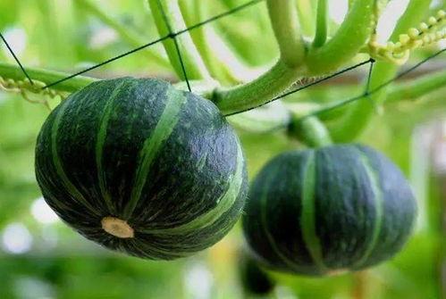 吃瓜玫瑰花,揭秘花语中的甜蜜与苦涩