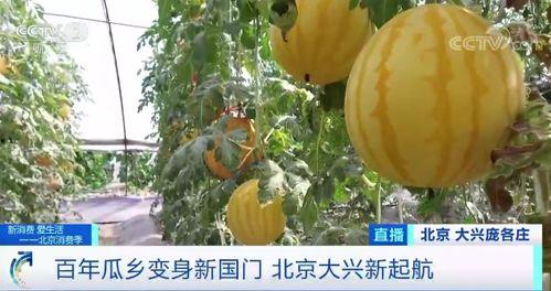 带你吃瓜厨房现场,揭秘网红美食背后的故事