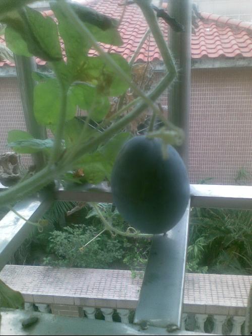 佛山阳台吃瓜,夏日吃瓜时光的悠闲画卷