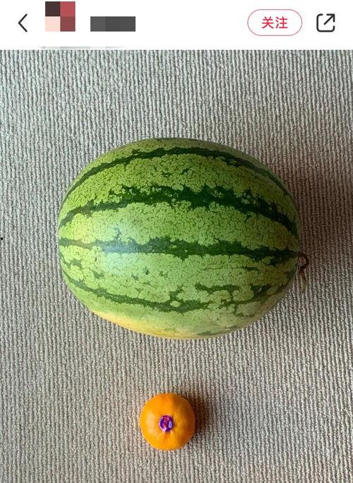 外国地里吃瓜,全球各地特色“吃瓜”文化大揭秘