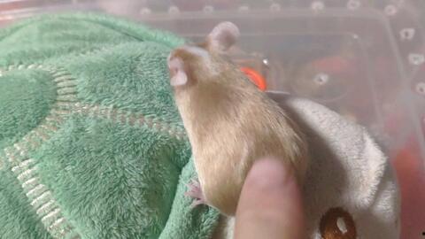 吃瓜鼠鼠,揭秘娱乐圈背后的那些事儿