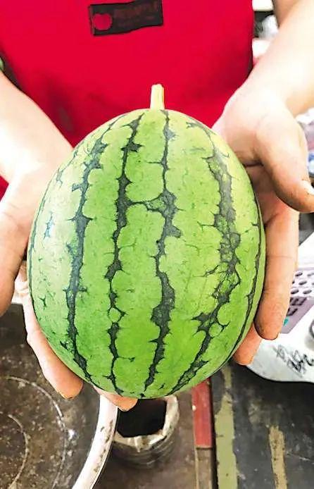 吃瓜到青岛,从吃瓜到深度体验