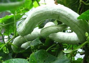 苏州吃蛇瓜,探寻蛇瓜的独特风味之旅