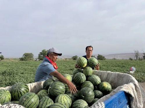 北戴河吃瓜比赛,吃瓜大赛欢乐盛启