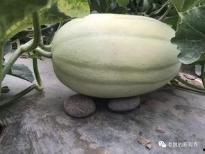 瓜老了怎么吃,探索瓜类食材的多样美味