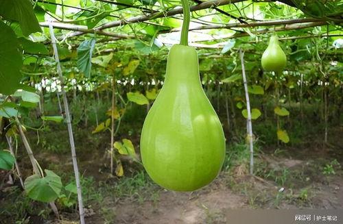 葫芦瓢子瓜怎么吃,葫芦瓢子瓜的多样食法探索