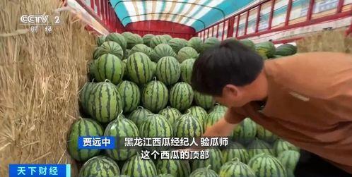 晴日吃瓜,夏日里的悠闲时光