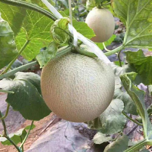 冰淇淋瓜网纹瓜怎么挖着吃