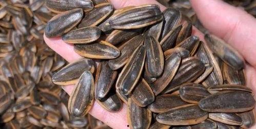 瓜子照片吃瓜,从瓜子照片看吃瓜乐趣