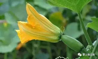 小花朵吃瓜,小花朵的甜蜜瓜趣之旅