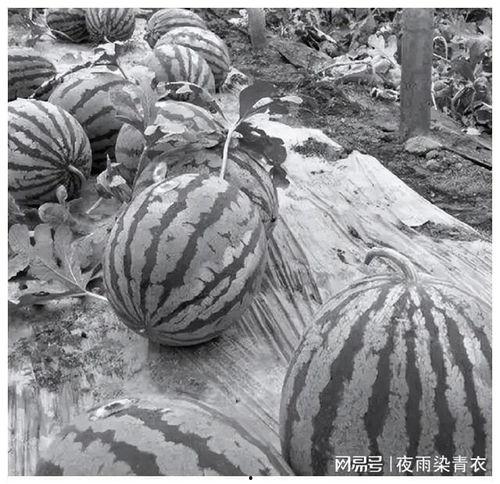 野史吃瓜,揭秘古代宫廷中的那些“吃瓜”往事