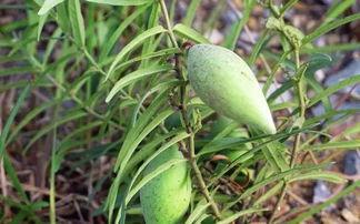 孕妇吃瓢瓜,瓢瓜的营养与食用指南