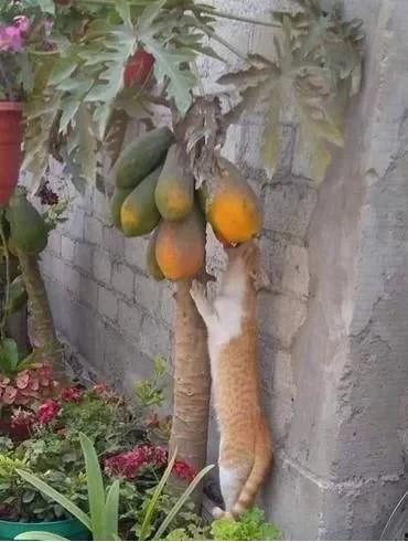 白色猫吃葫芦瓜