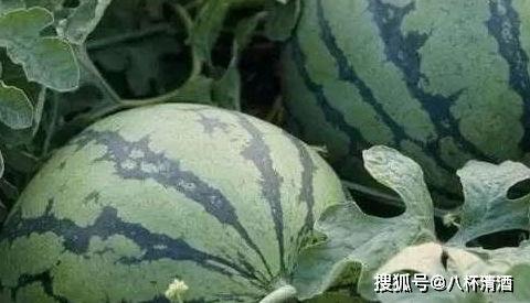 吃瓜欢