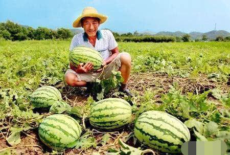 雄安路边吃瓜,夏日吃瓜，共享清凉时光